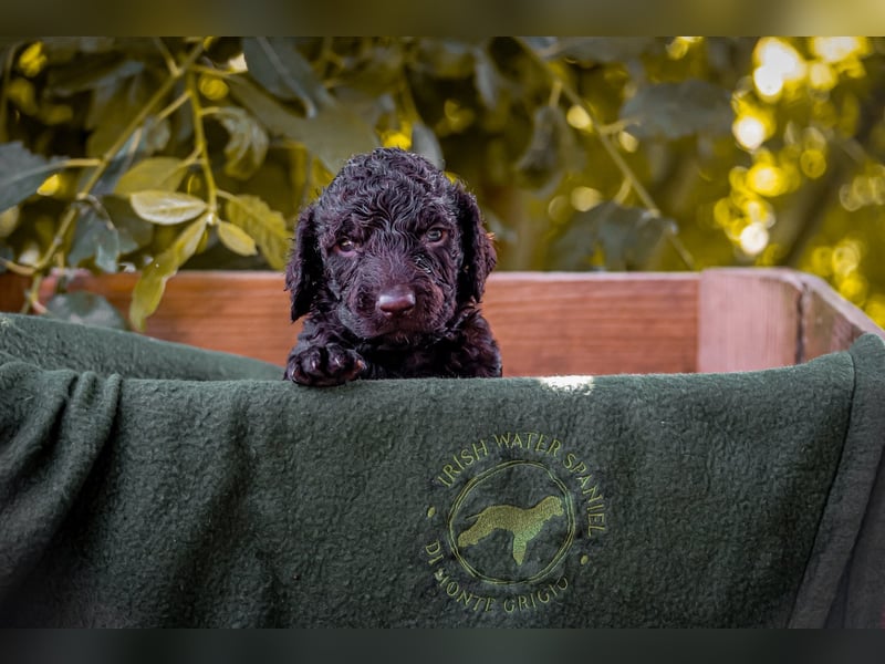 Irish Water Spaniel Welpen / Nichthaarend / FCI - VDH Zucht