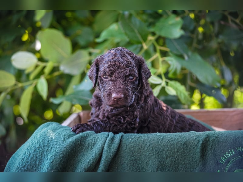 Irish Water Spaniel Welpen / Nichthaarend / FCI - VDH Zucht
