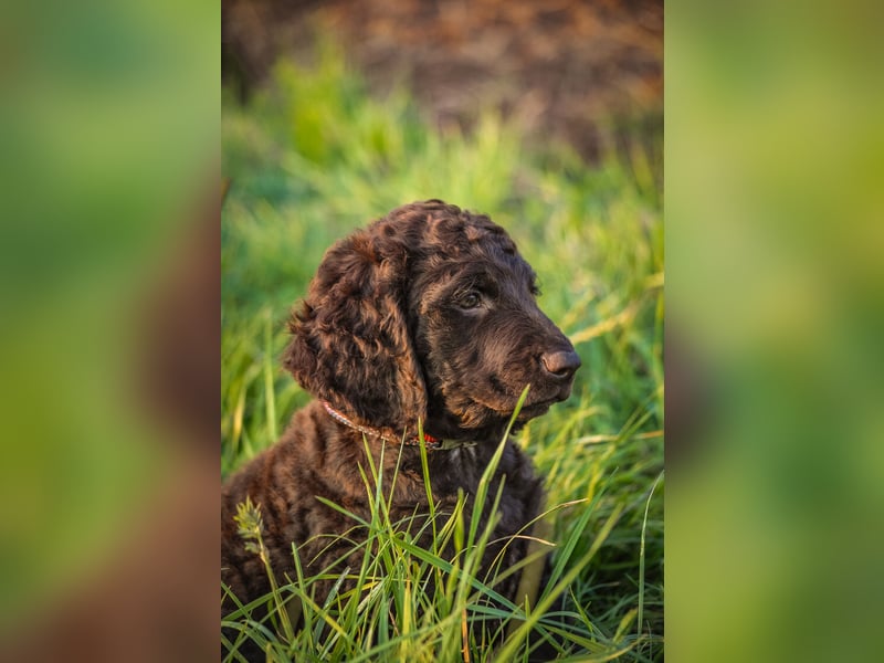Irish Water Spaniel Welpen / Nichthaarend / FCI - VDH Zucht
