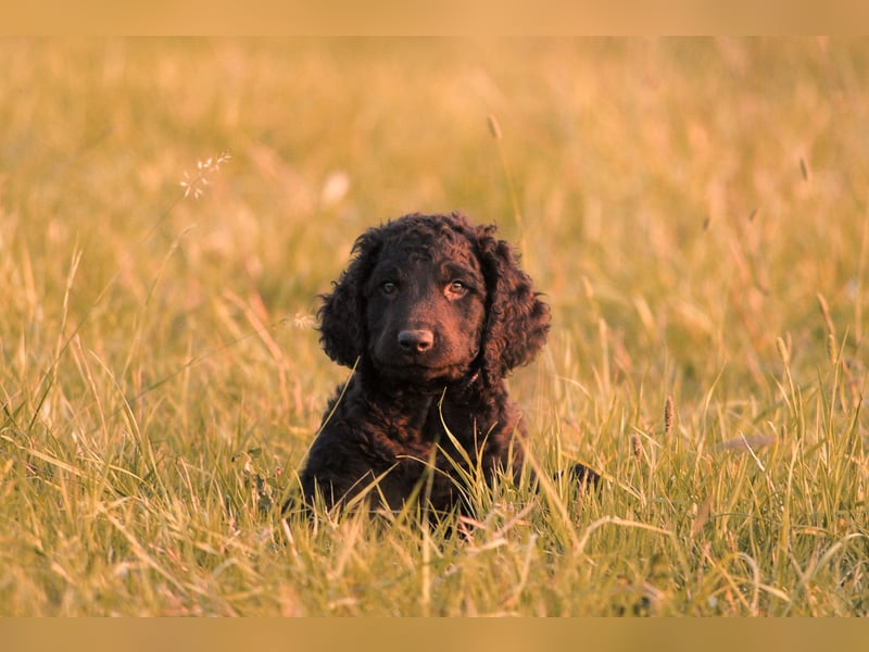 Irish Water Spaniel Welpen / Nichthaarend / FCI - VDH Zucht
