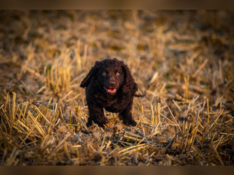 Irish Water Spaniel Welpen / Nichthaarend / FCI - VDH Zucht