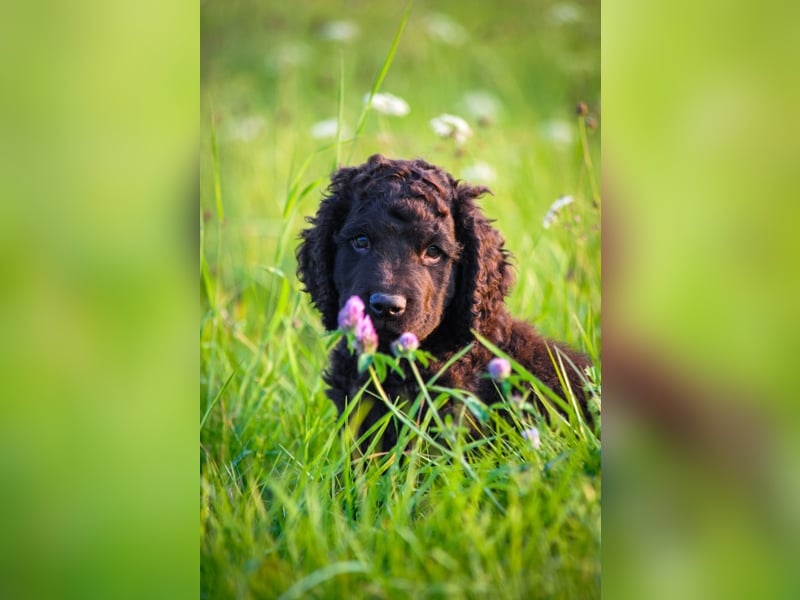 Irish Water Spaniel Welpen / Nichthaarend / FCI - VDH Zucht