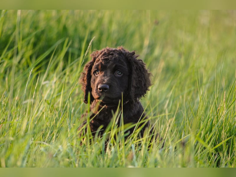 Irish Water Spaniel Welpen / Nichthaarend / FCI - VDH Zucht