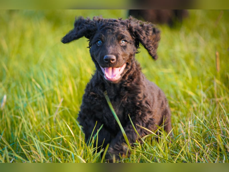 Irish Water Spaniel Welpen / Nichthaarend / FCI - VDH Zucht
