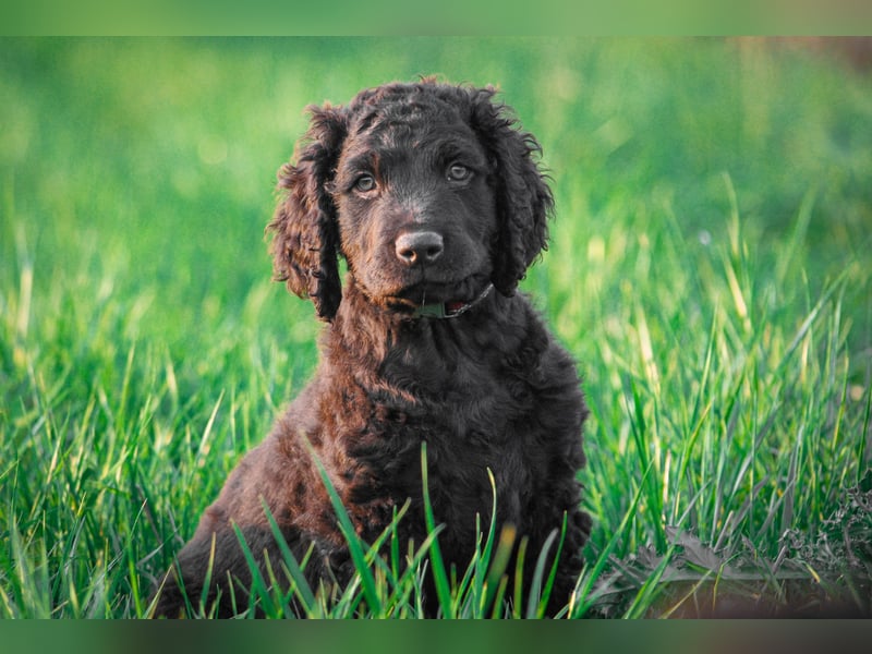 Irish Water Spaniel Welpen / Nichthaarend / FCI - VDH Zucht