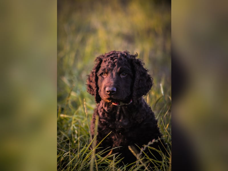 Irish Water Spaniel Welpen / Nichthaarend / FCI - VDH Zucht