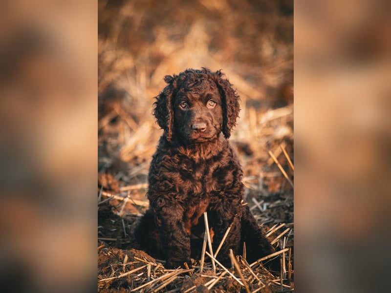 Irish Water Spaniel Welpen / Nichthaarend / FCI - VDH Zucht