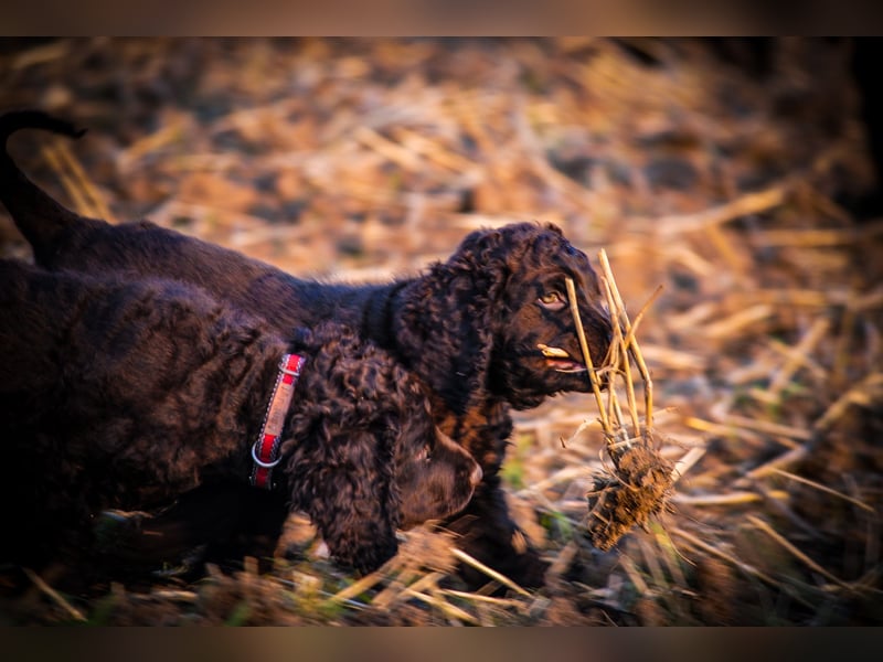 Irish Water Spaniel Welpen / Nichthaarend / FCI - VDH Zucht