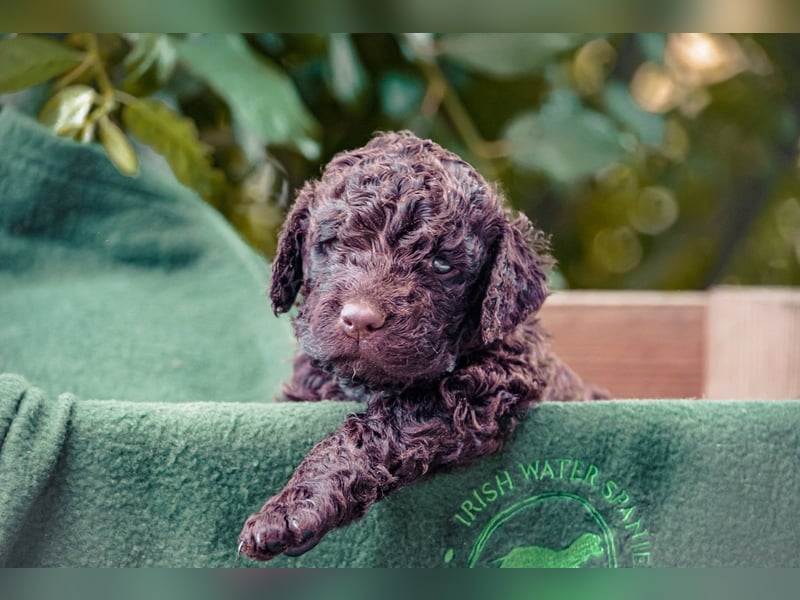 Irish Water Spaniel Welpen / Nichthaarend / FCI - VDH Zucht