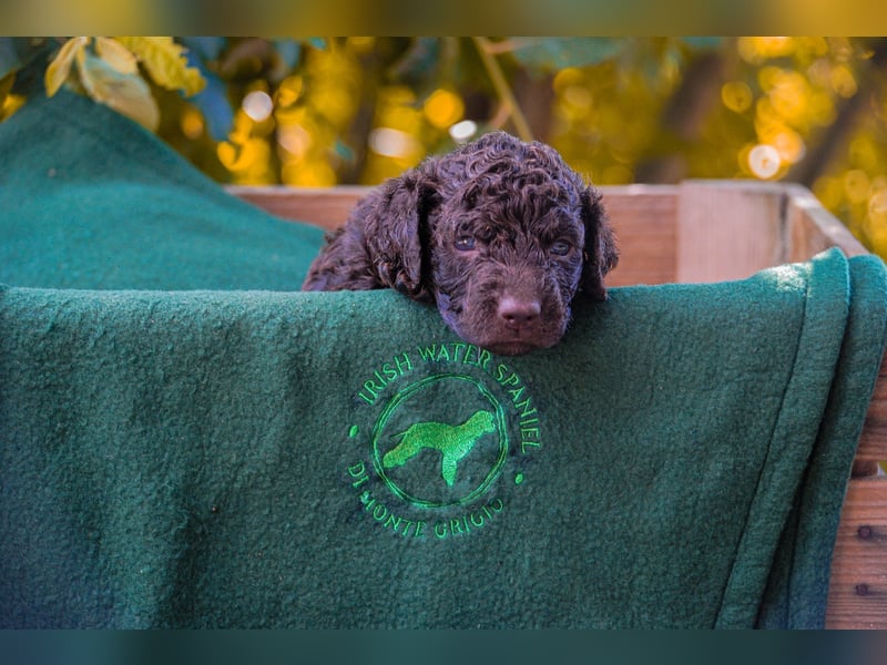Irish Water Spaniel Welpen / Nichthaarend / FCI - VDH Zucht