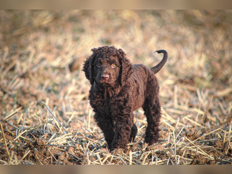 Irish Water Spaniel Welpen / Nichthaarend / FCI - VDH Zucht