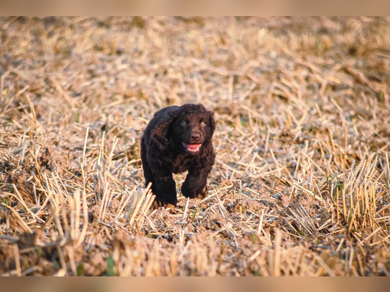 Irish Water Spaniel Welpen / Nichthaarend / FCI - VDH Zucht