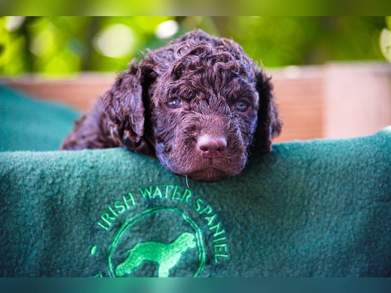 Irish Water Spaniel Welpen / Nichthaarend / FCI - VDH Zucht