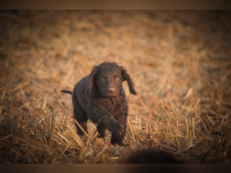 Irish Water Spaniel Welpen / Nichthaarend / FCI - VDH Zucht