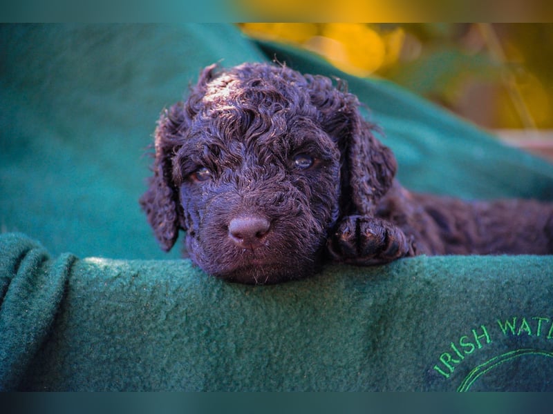Irish Water Spaniel Welpen / Nichthaarend / FCI - VDH Zucht