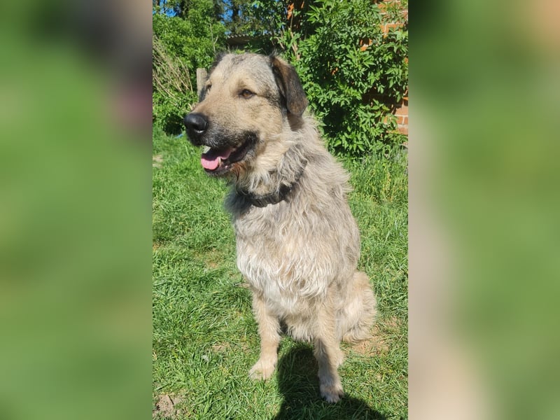 Irischer Wolfshund  / Irish Wolfhound Labrador Mux