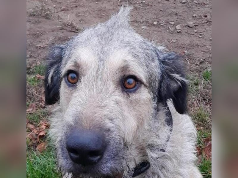 Irischer Wolfshund  / Irish Wolfhound Labrador Mux