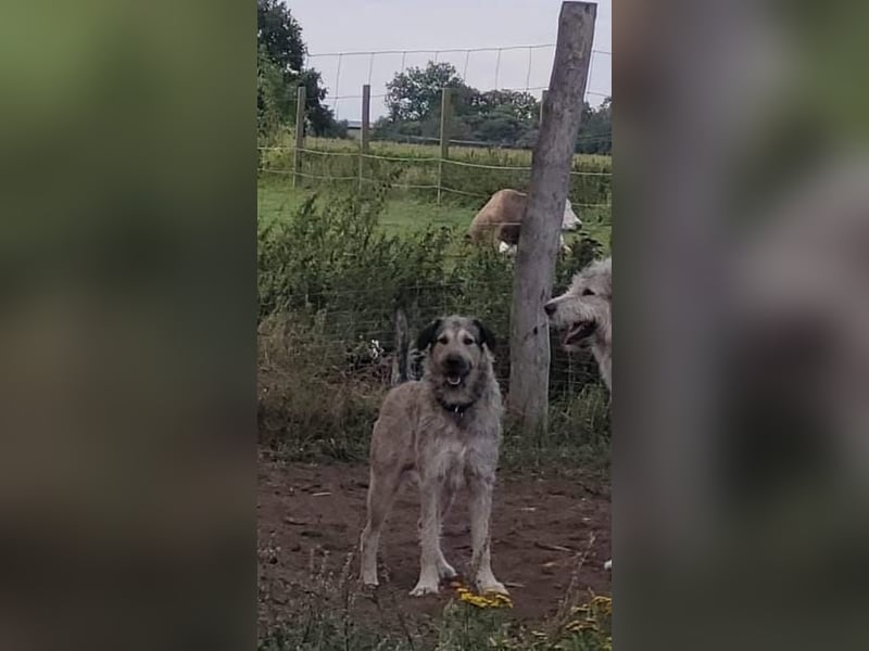 Irischer Wolfshund  / Irish Wolfhound Labrador Mux