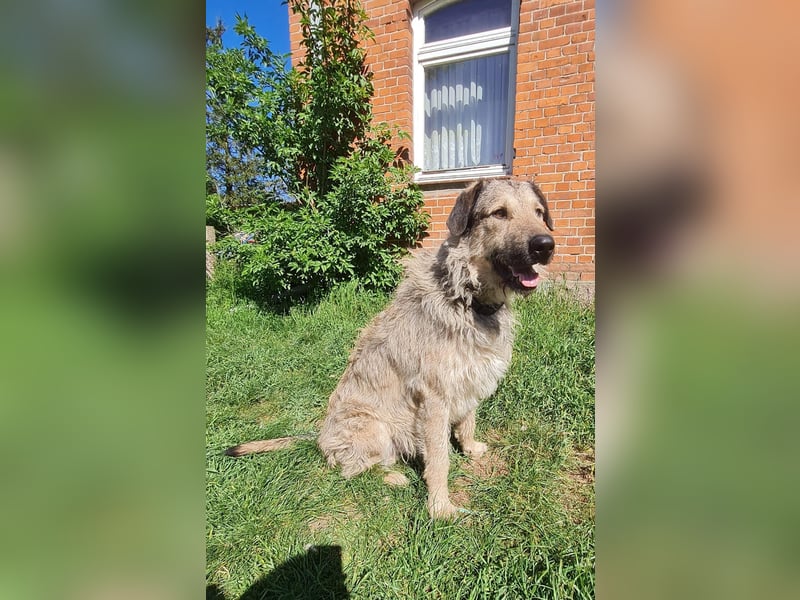 Irischer Wolfshund  / Irish Wolfhound Labrador Mux