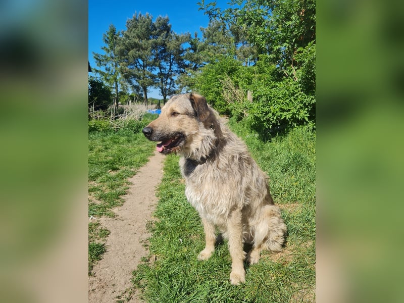 Irischer Wolfshund  / Irish Wolfhound Labrador Mux