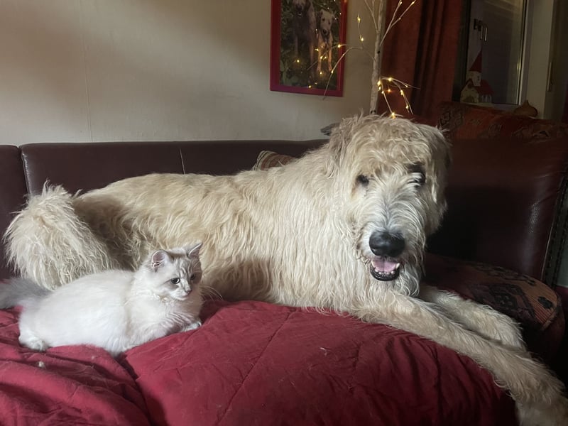 Suche einen Irischen Wolfshund/ Irish Wolfhound Rüden