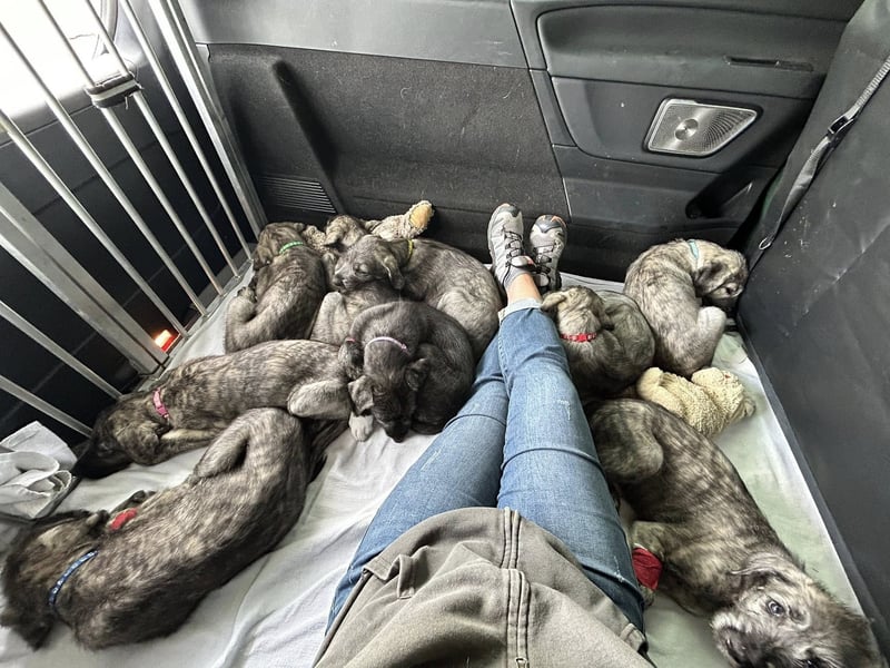 Cuddly Giant´s Irish Wolfhound VDH / DWZRV