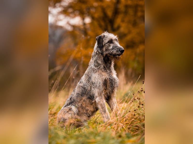 Cuddly Giant´s Irish Wolfhound VDH / DWZRV