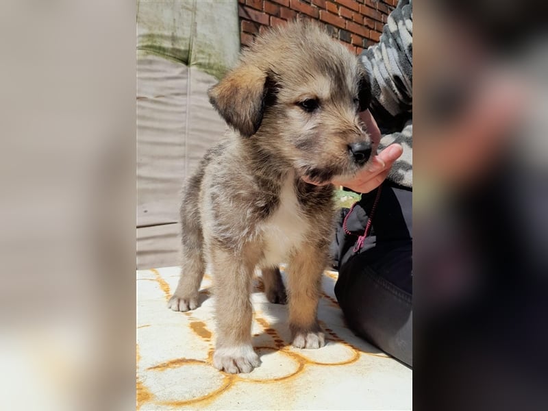 Irish Wolfhound Irische Wolfshunde (Mix)