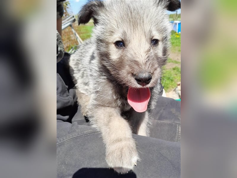 Irish Wolfhound Irische Wolfshunde (Mix)