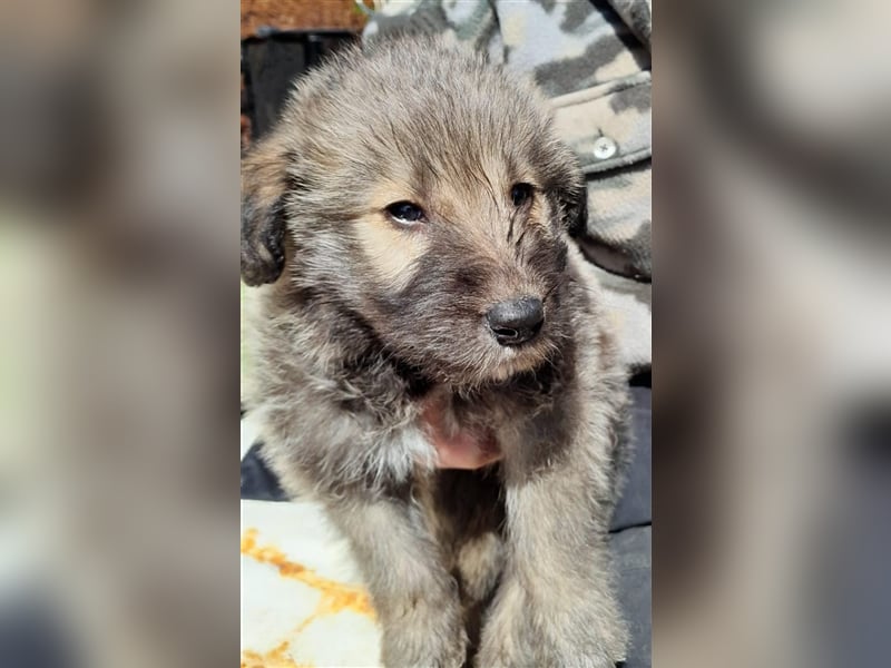 Irish Wolfhound Irische Wolfshunde (Mix)