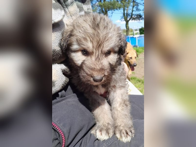 Irish Wolfhound Irische Wolfshunde (Mix)