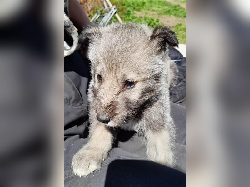 Irish Wolfhound Irische Wolfshunde (Mix)