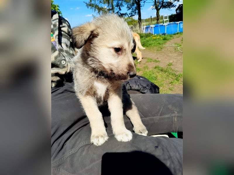 Irish Wolfhound Irische Wolfshunde (Mix)