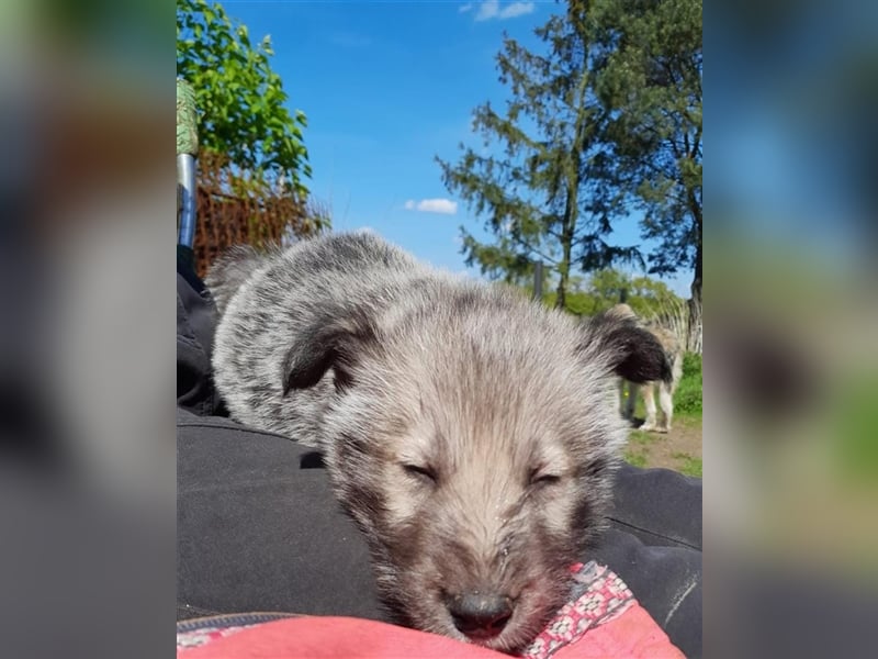 Irish Wolfhound Irische Wolfshunde (Mix)