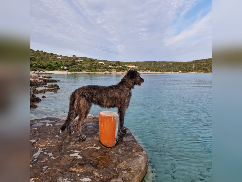 Irische Wolfshunde/ Irish Wolfhound Welpen