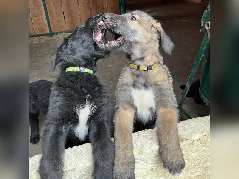 Irische Wolfshunde/ Irish Wolfhound Welpen