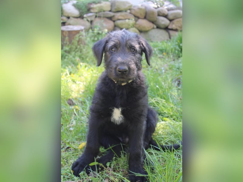 Irische Wolfshunde/ Irish Wolfhound Welpen