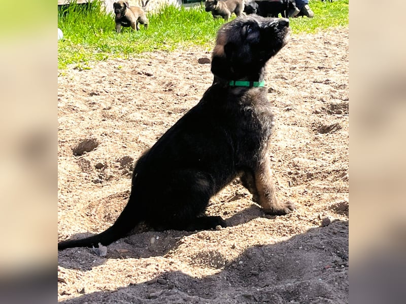 Irische Wolfshunde/ Irish Wolfhound Welpen