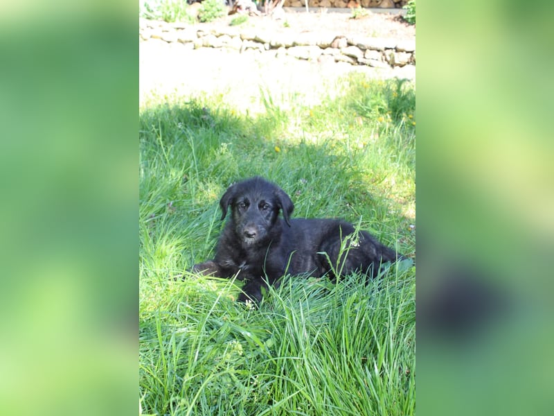 Irische Wolfshunde/ Irish Wolfhound Welpen