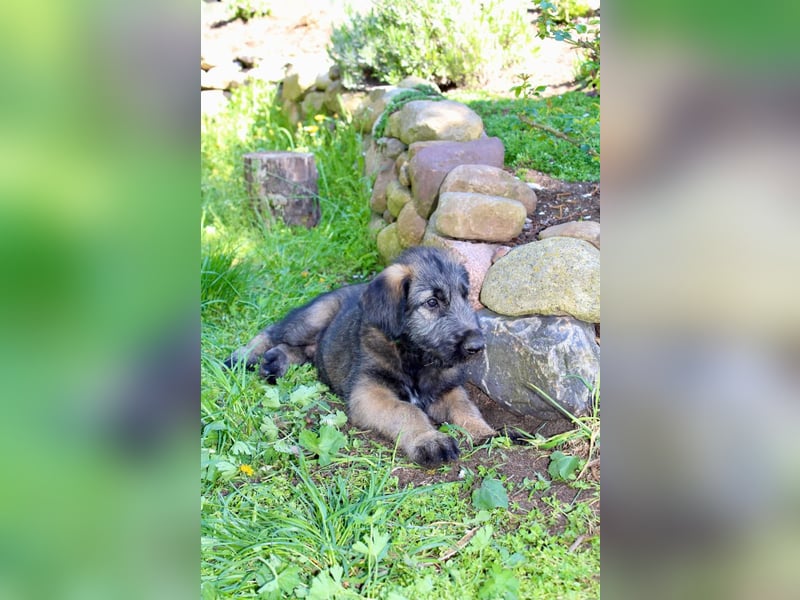 Irische Wolfshunde/ Irish Wolfhound Welpen