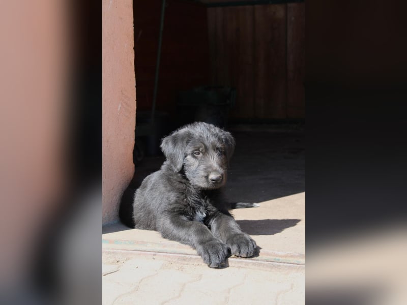 Irische Wolfshunde/ Irish Wolfhound Welpen