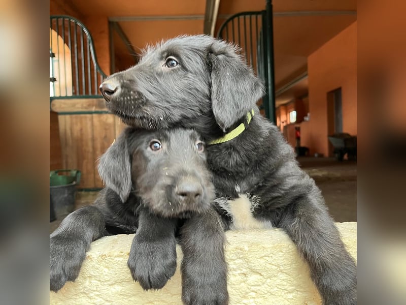 Irische Wolfshunde/ Irish Wolfhound Welpen
