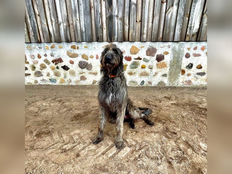 Irische Wolfshunde/ Irish Wolfhound Welpen