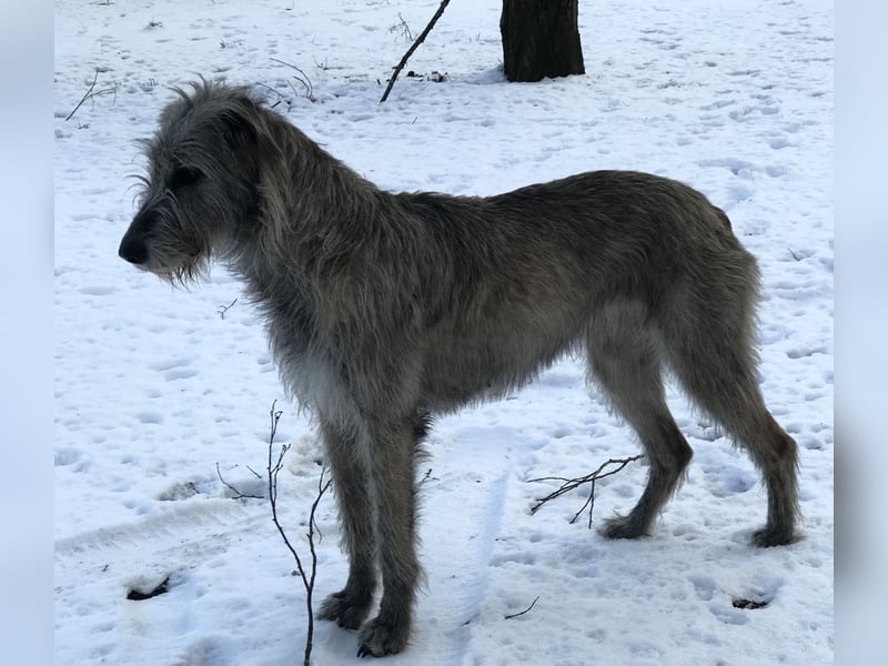 Irische Wolfhound  Welpen!!!