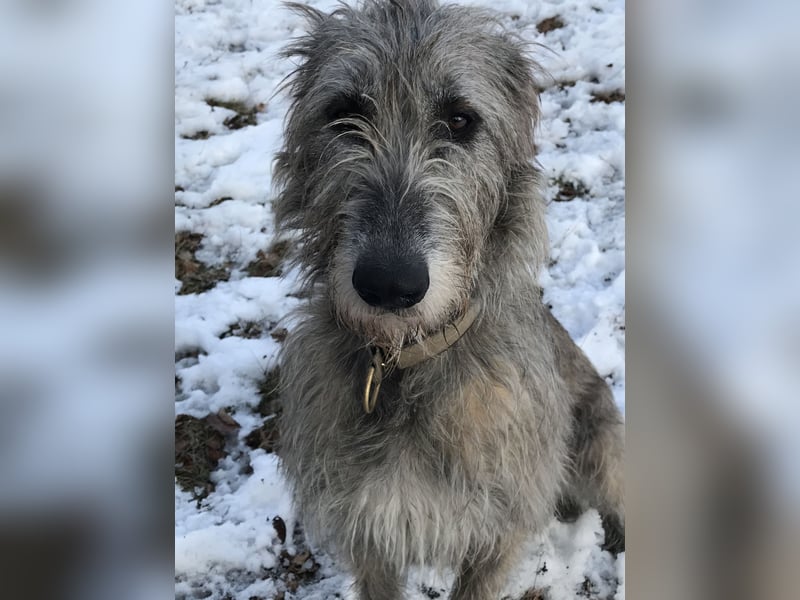 Irische Wolfhound  Welpen!!!