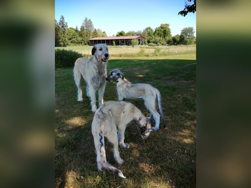 Irische Wolfhound  Welpen!!!