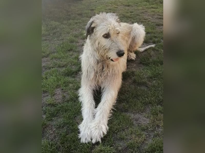 Irische Wolfhound  Welpen!!!