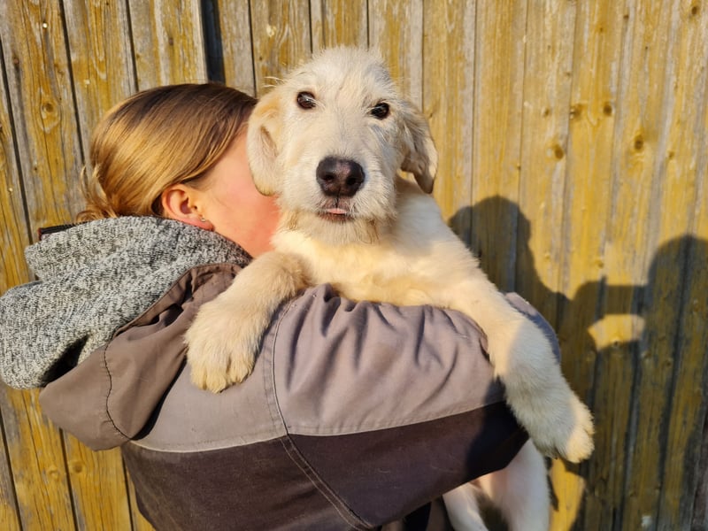 Irish Wolfhound Mix