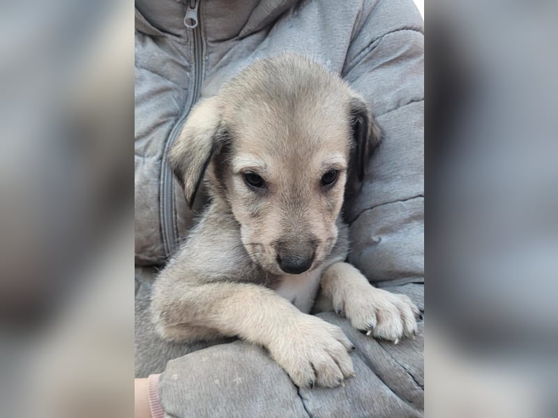 Irischer Wolfshund Labrador Mix Welpen