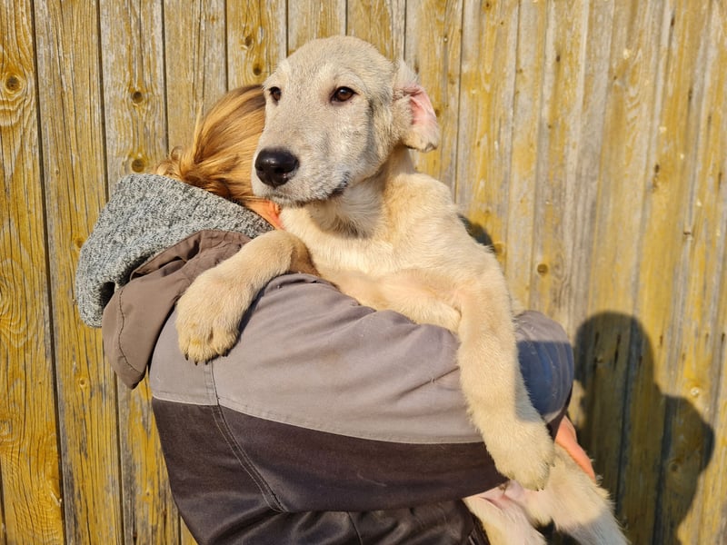 Irischer Wolfshund Labrador Mix Welpen